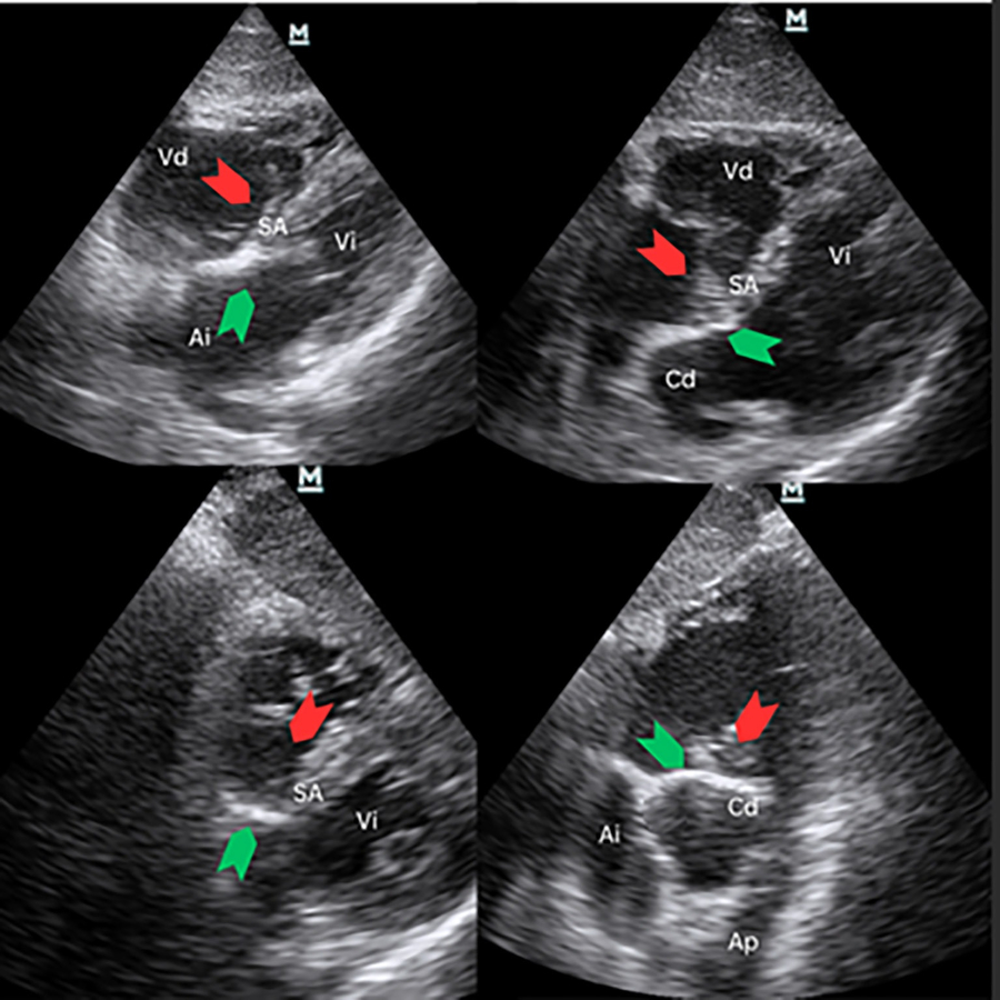Fig. 7
